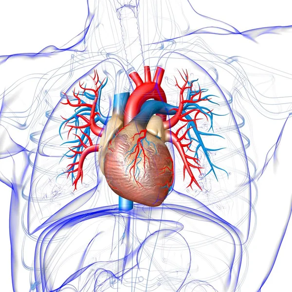 Anatomie Des Menschlichen Herzens Für Medizinisches Konzept Illustration — Stockfoto