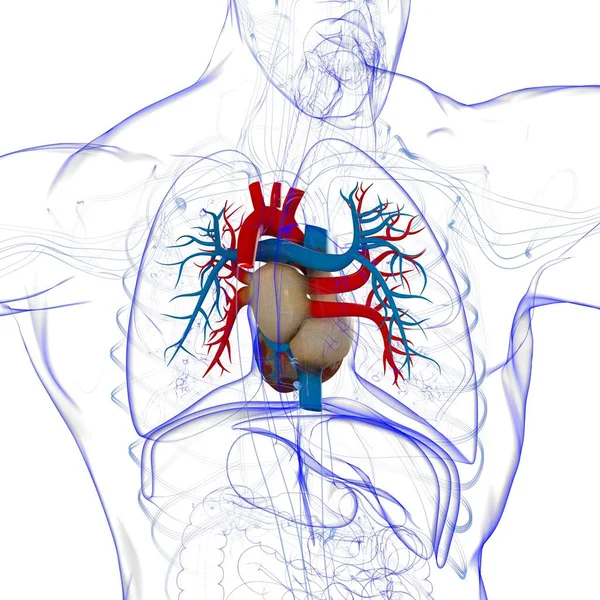 Anatomía Del Corazón Humano Para Concepto Médico Ilustración — Foto de Stock