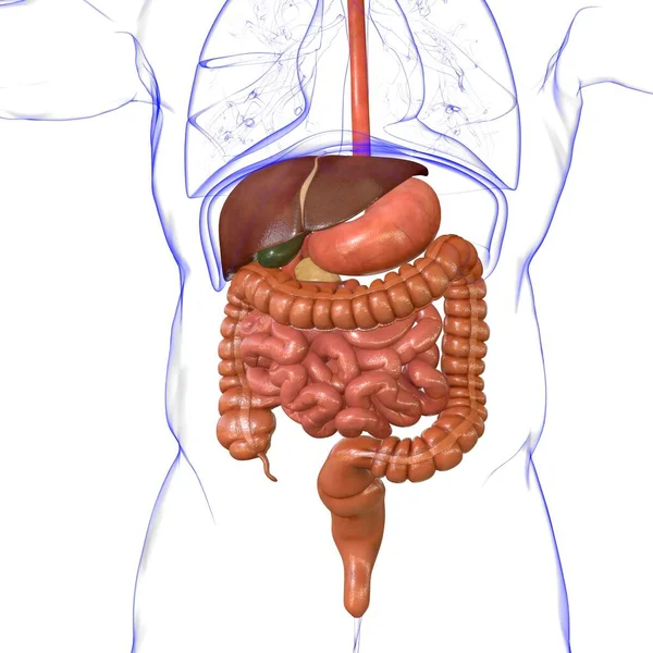 Ludzki Układ Pokarmowy Anatomia Medyczna Koncepcja Ilustracja — Zdjęcie stockowe