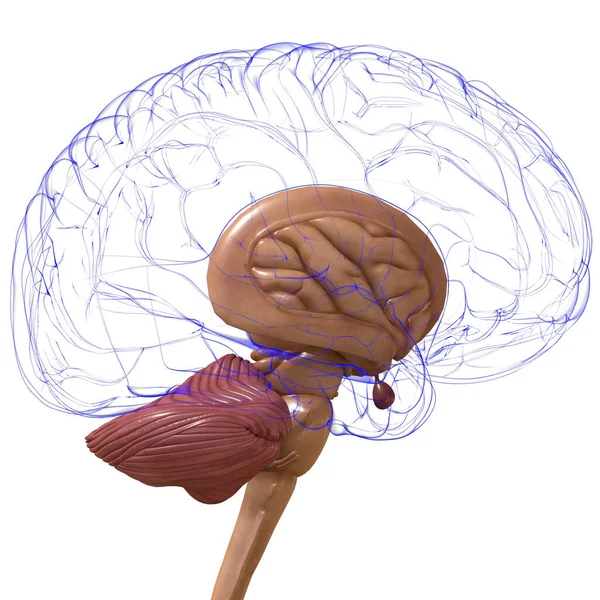 Piezas Internas Del Cerebro Humano Anatomía Para Concepto Médico Ilustración — Foto de Stock