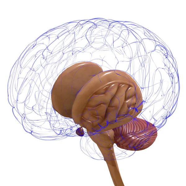 Piezas Internas Del Cerebro Humano Anatomía Para Concepto Médico Ilustración — Foto de Stock