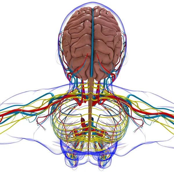 Людського Мозку Анатомії Медичної Концепції Ілюстрації — стокове фото