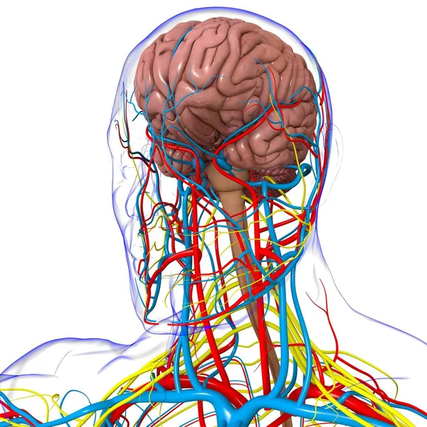 Anatomía Cerebral Humana Para Concepto Médico Ilustración — Foto de Stock