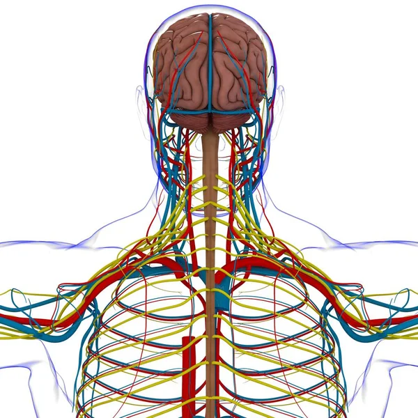 Anatomia Cérebro Humano Para Ilustração Médica Conceito — Fotografia de Stock