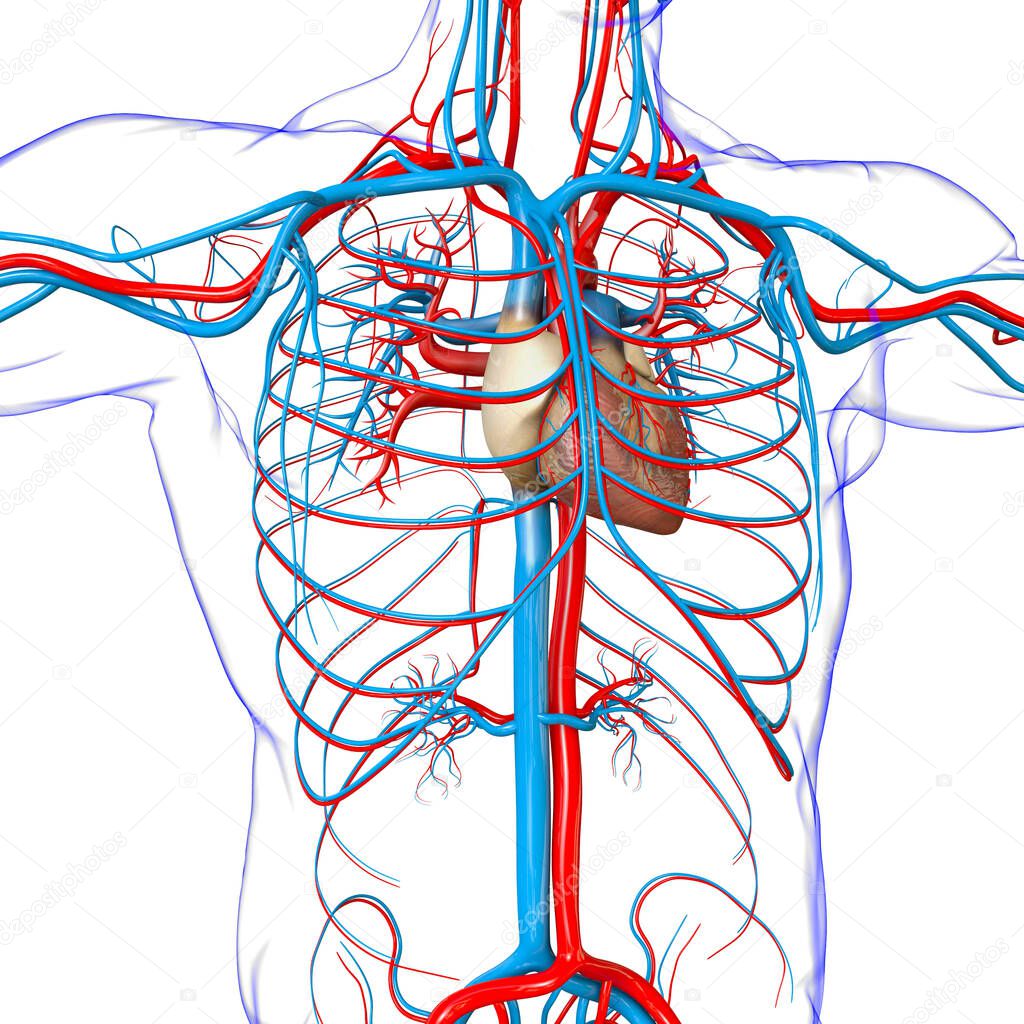 Human Heart With Circulatory System Anatomy For Medical Concept 3D Illustration
