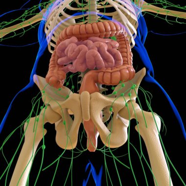Tıbbi Konsept İçin Küçük ve Büyük bağırsak 3B Görüntü İnsan Sindirim Sistemi Anatomisi