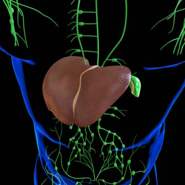 Karaciğer 3D Görüntü İnsan Sindirim Sistemi Anatomisi Tıbbi Konsept İçin