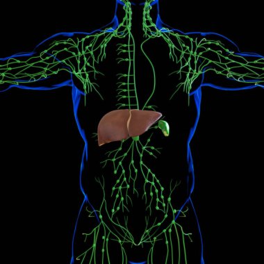 Karaciğer 3D Görüntü İnsan Sindirim Sistemi Anatomisi Tıbbi Konsept İçin