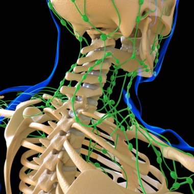 Tıbbi Konsept için İnsan Lenf Düğümleri Anatomisi 3 boyutlu Görüntü