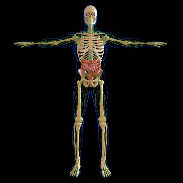 Kis Nagy Bélrendszeri Illusztráció Emberi Emésztőrendszer Anatómia Orvosi Koncepció — Stock Fotó