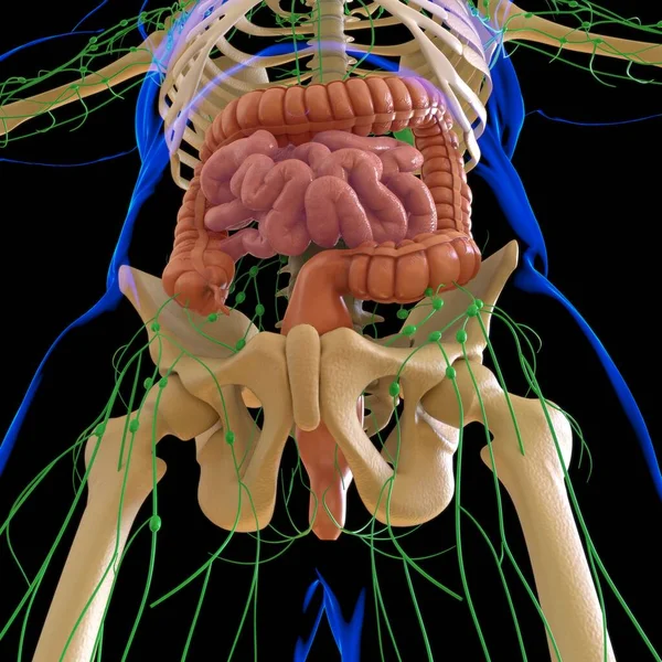 Anatomía Del Sistema Digestivo Humano Ilustración Del Intestino Delgado Grueso — Foto de Stock