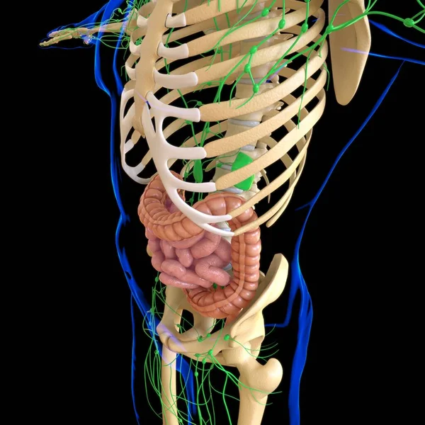 Anatomia Humana Sistema Digestivo Ilustração Intestino Pequeno Grande Para Conceito — Fotografia de Stock