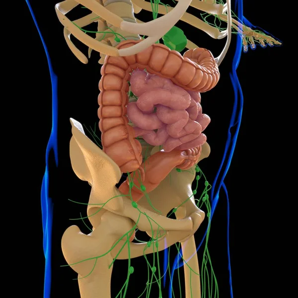 Anatomía Del Sistema Digestivo Humano Ilustración Del Intestino Delgado Grueso —  Fotos de Stock