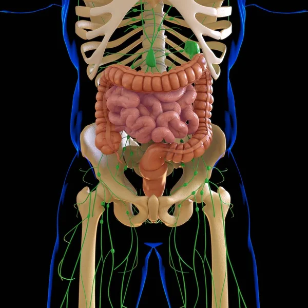Anatomia Del Sistema Digestivo Umano Dell Illustrazione Dell Intestino Piccolo — Foto Stock