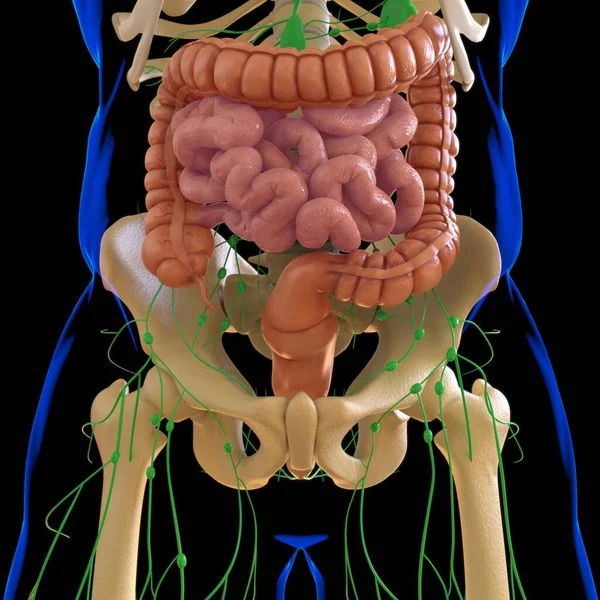 Anatomía Del Sistema Digestivo Humano Ilustración Del Intestino Delgado Grueso — Foto de Stock