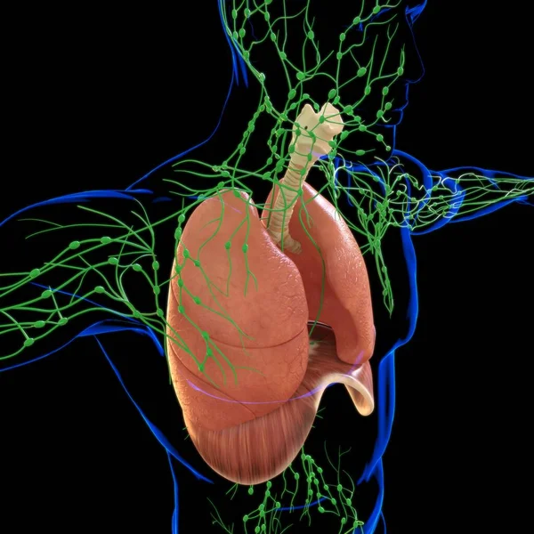 Płuca Ludzki Układ Oddechowy Anatomia Dla Medycznej Koncepcji Ilustracja — Zdjęcie stockowe