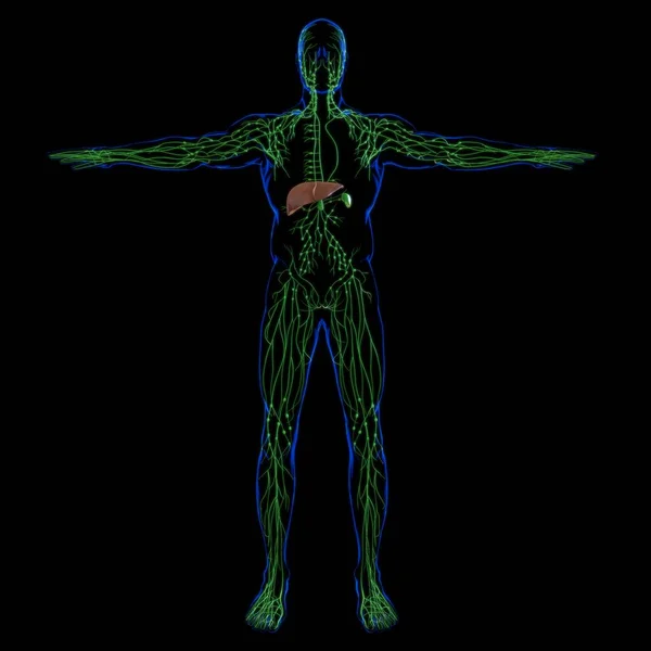 Lever3D Illustratie Menselijke Spijsverteringsstelsel Anatomie Voor Medisch Concept — Stockfoto