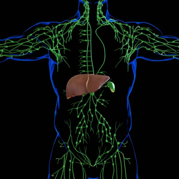 Lever Illustration Mänskliga Matsmältningssystemet Anatomi För Medicinska Begrepp — Stockfoto
