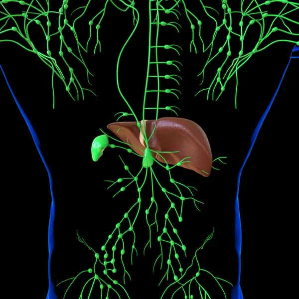 Anatomía Del Sistema Digestivo Humano Ilustración Del Hígado Para Concepto —  Fotos de Stock