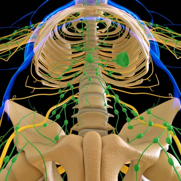 Anatomia Dos Nós Linfáticos Humanos Para Ilustração Médica Conceito — Fotografia de Stock