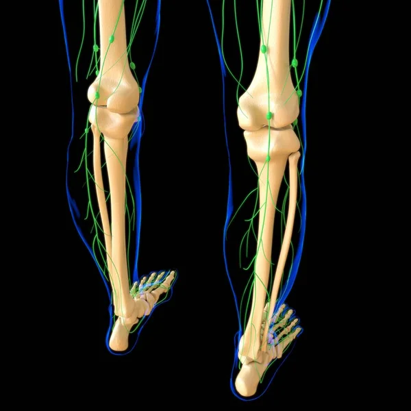 Anatomia Dos Nós Linfáticos Humanos Para Ilustração Médica Conceito — Fotografia de Stock