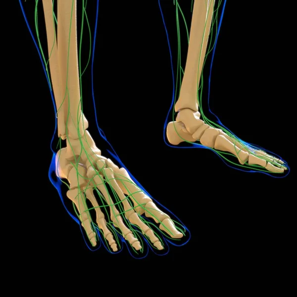 医学概念3D图解的人体淋巴结节解剖 — 图库照片