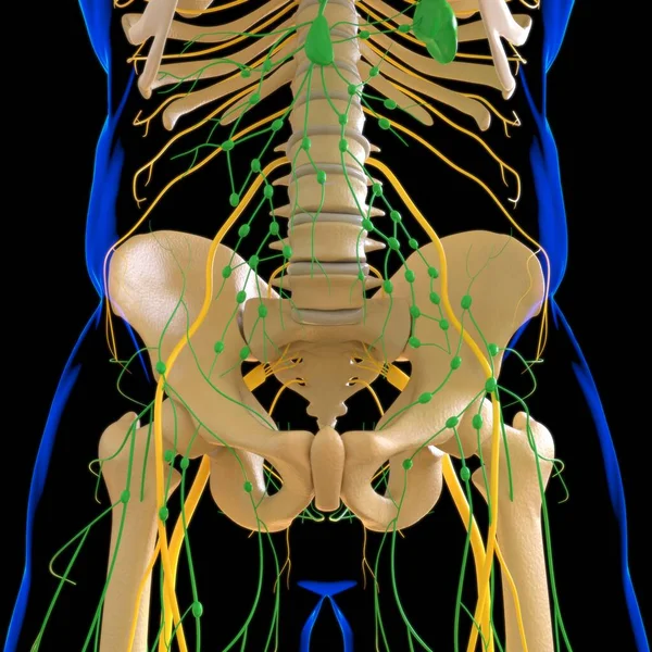 Tıbbi Konsept Için Nsan Lenf Düğümleri Anatomisi Boyutlu Görüntü — Stok fotoğraf