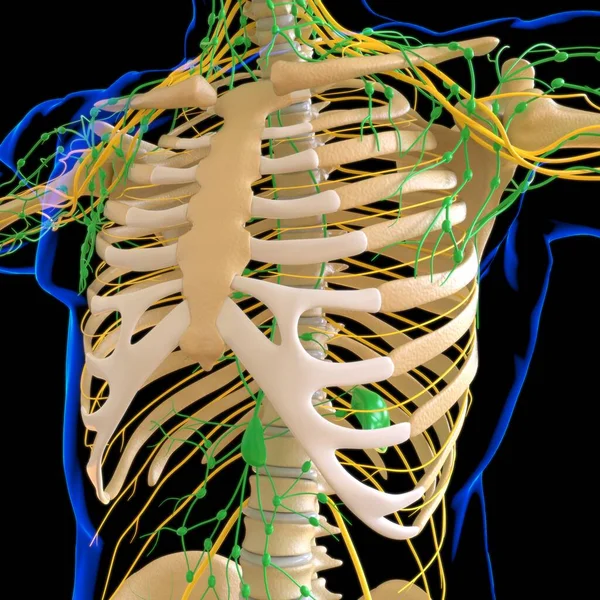 Anatomia Dei Linfonodi Umani Concetto Medico Illustrazione — Foto Stock