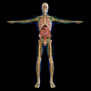 Tıbbi Konsept için İnsan Anatomisi 3 boyutlu İllüstrasyon