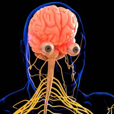 Tıbbi Konsept için İnsan Beyni Anatomisi 3 boyutlu İllüstrasyon