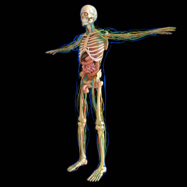 Анатомия Человека Медицинской Концепции Иллюстрация — стоковое фото