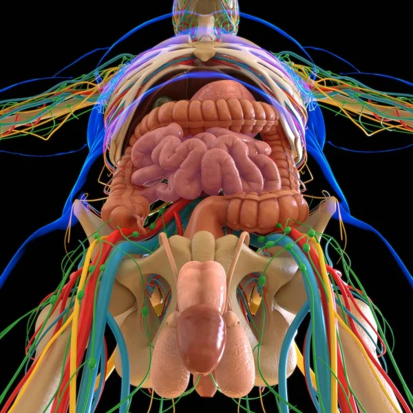 Mänsklig Anatomi För Medicinska Begrepp Illustration — Stockfoto