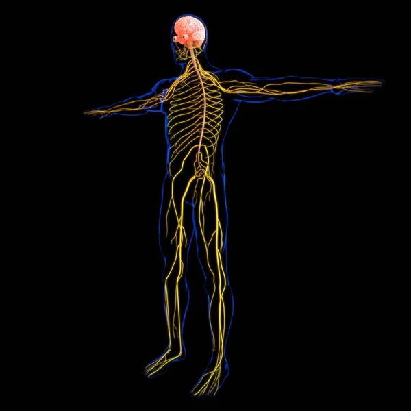 Menschliches Gehirn Anatomie Für Medizinisches Konzept Illustration — Stockfoto
