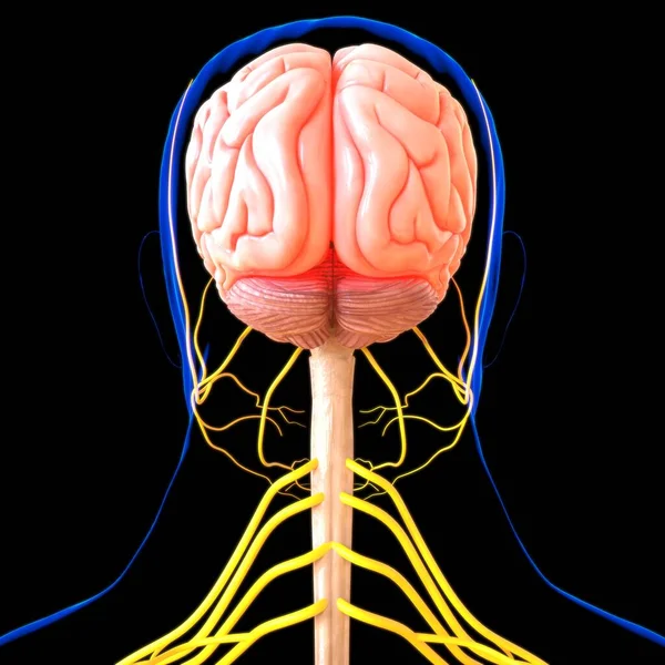 Anatomia Del Cervello Umano Concetto Medico Illustrazione — Foto Stock