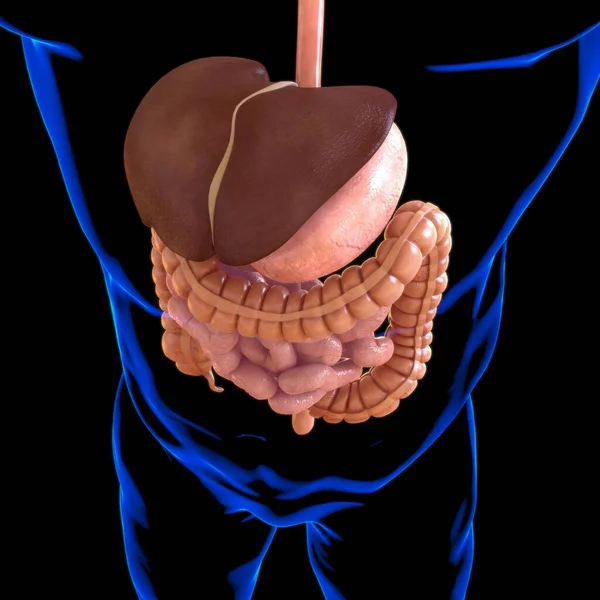 Anatomia Sistema Digestivo Humano Para Ilustração Conceito Médico — Fotografia de Stock