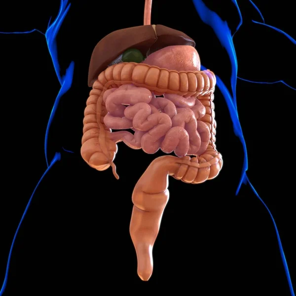 Anatomía Del Sistema Digestivo Humano Para Concepto Médico Ilustración —  Fotos de Stock