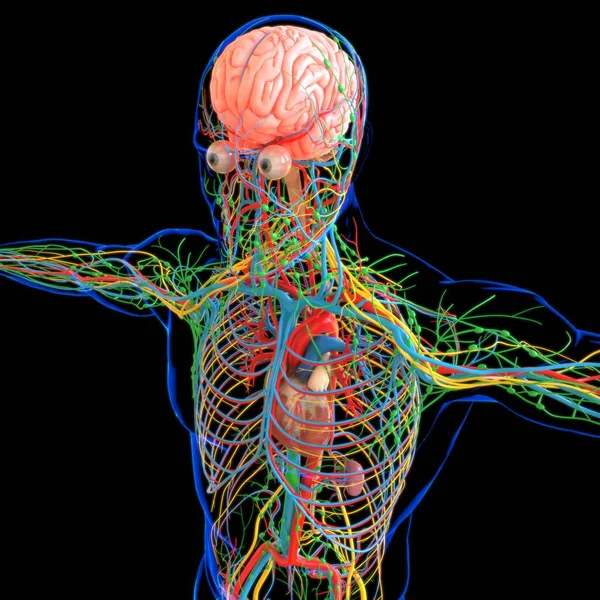 Tıbbi Konsept Boyutlu Llüstrasyon Çin Dolaşım Sistemi Anatomisi Olan Nsan — Stok fotoğraf