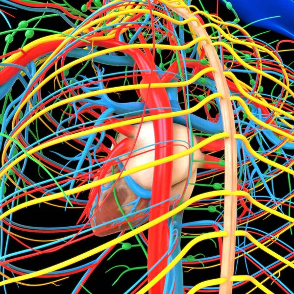 人的心脏与循环系统解剖 医学概念3D图解 — 图库照片