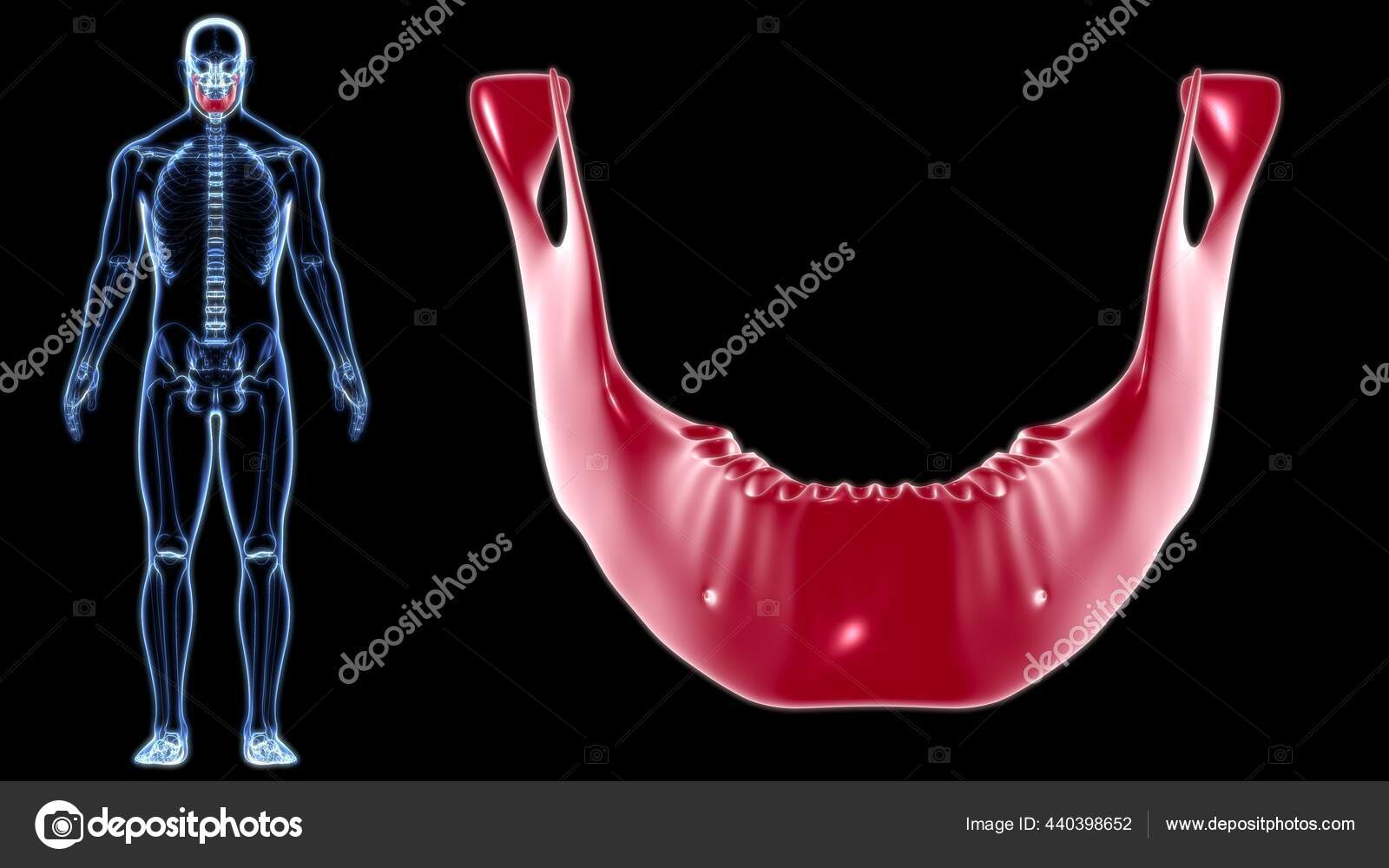 Anatomia Humana - MANDÍBULA