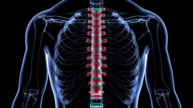 İnsan İskeleti Omurgası Torasik Omurga Anatomisi 3D İllüstrasyon