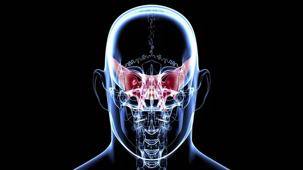 Anatomia Osso Esfenoide Crânio Esqueleto Humano Para Ilustração Médica Conceito — Fotografia de Stock