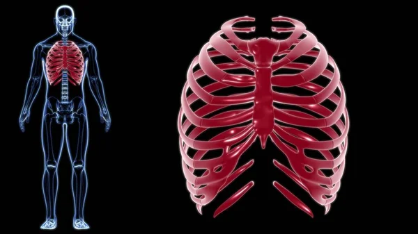 Anatomie Des Menschlichen Skeletts Brustkorb Rendering Für Medizinisches Konzept — Stockfoto