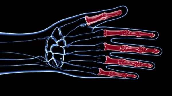 Human Skeleton Hand Phalanges Bone Anatomy For Medical Concept 3D Illustration