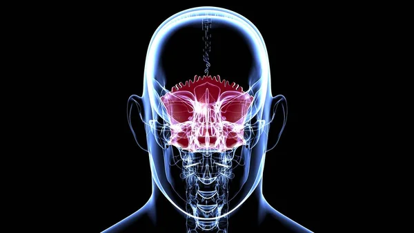 Anatomia Osso Occipital Crânio Esqueleto Humano Para Ilustração Médica Conceito — Fotografia de Stock