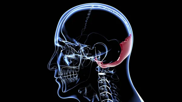 Människa Skelett Skalle Occipital Ben Anatomi För Medicinska Begreppet Illustration — Stockfoto