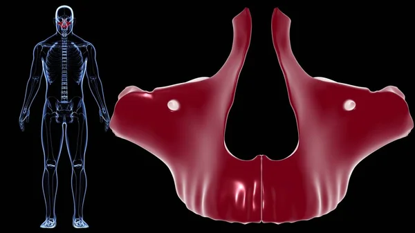 Human Skeleton Skull Maxillal Bone Anatomy For Medical Concept 3D Illustration