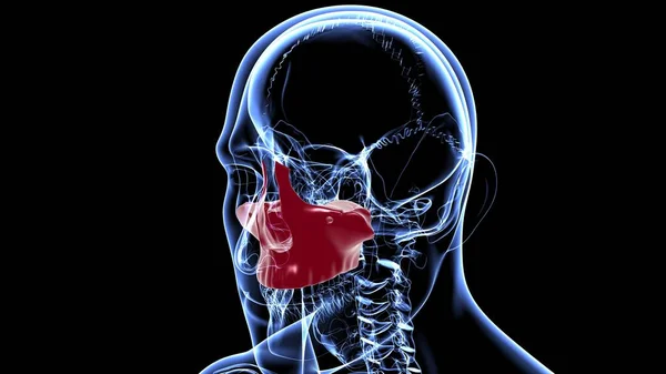 Human Skeleton Skull Maxillal Bone Anatomy For Medical Concept 3D Illustration