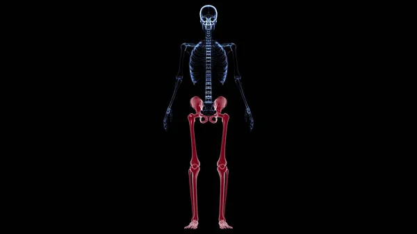 Human Skeleton Lower Conbs Anatomy Illustration — Stock fotografie