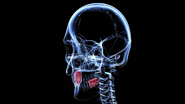 Illustrazione Umana Anatomia Molare Dei Denti Concetto Medico — Foto Stock