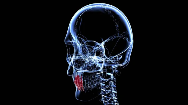 Incisores Dentes Humanos Anatomia Ilustração Para Conceito Médico — Fotografia de Stock